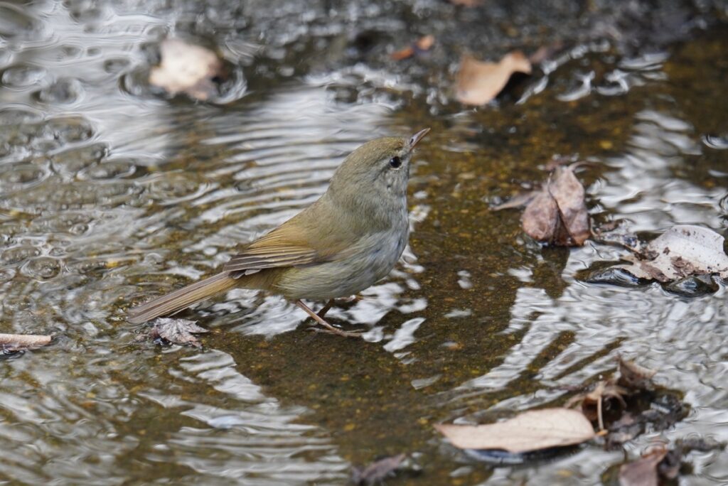 馬見丘陵公園のウグイス