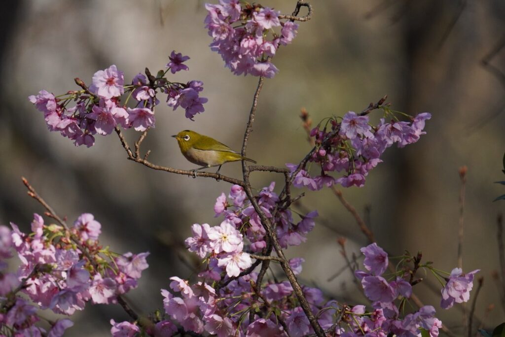 桜とメジロ 馬見丘陵公園