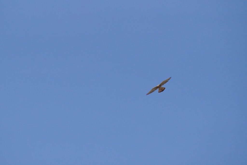 平城宮跡の青い空に舞うチョウゲンボウ