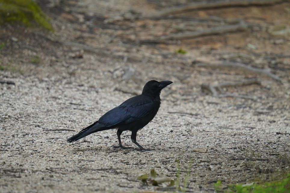 馬見丘陵公園ハシブトガラス