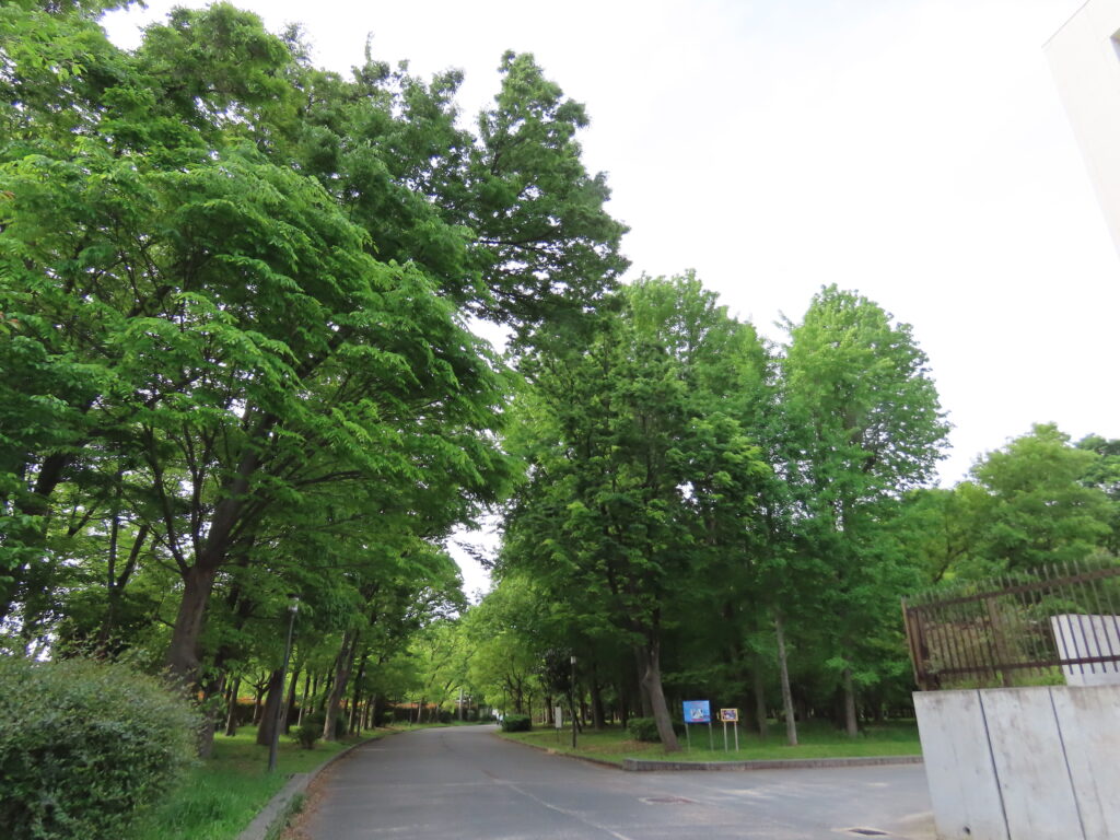 2026.4.25　大阪城公園　一歩中に入ると高い木々がいっぱい