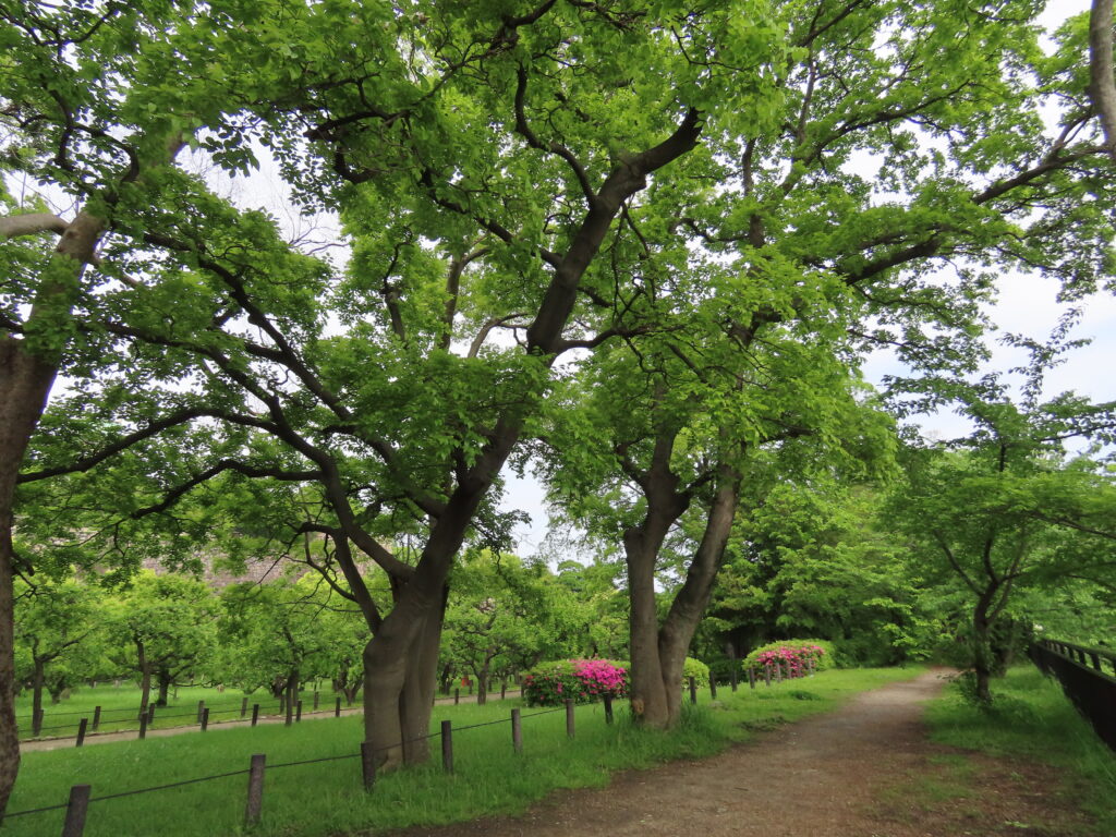 2026.4.25　初夏のつつじ
大阪城公園