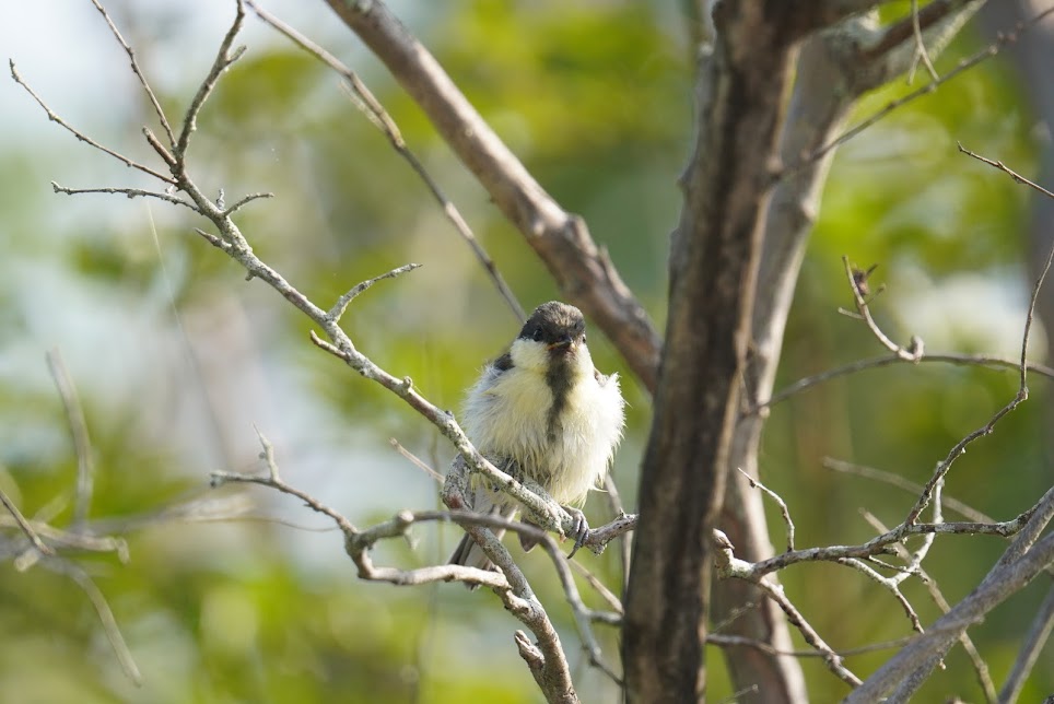 ２０２６年７月に馬見丘陵公園で撮ったシジュウカラの幼鳥
