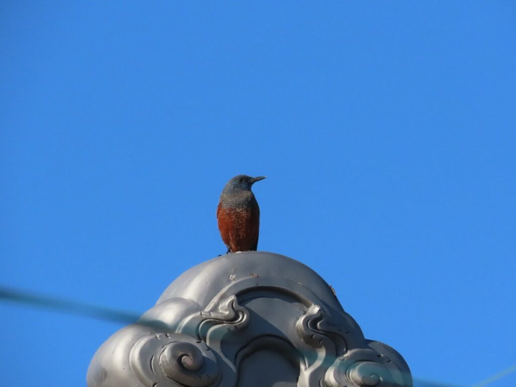 塔の屋根飾りのてっぺんにとまるオスのイソヒヨドリ
