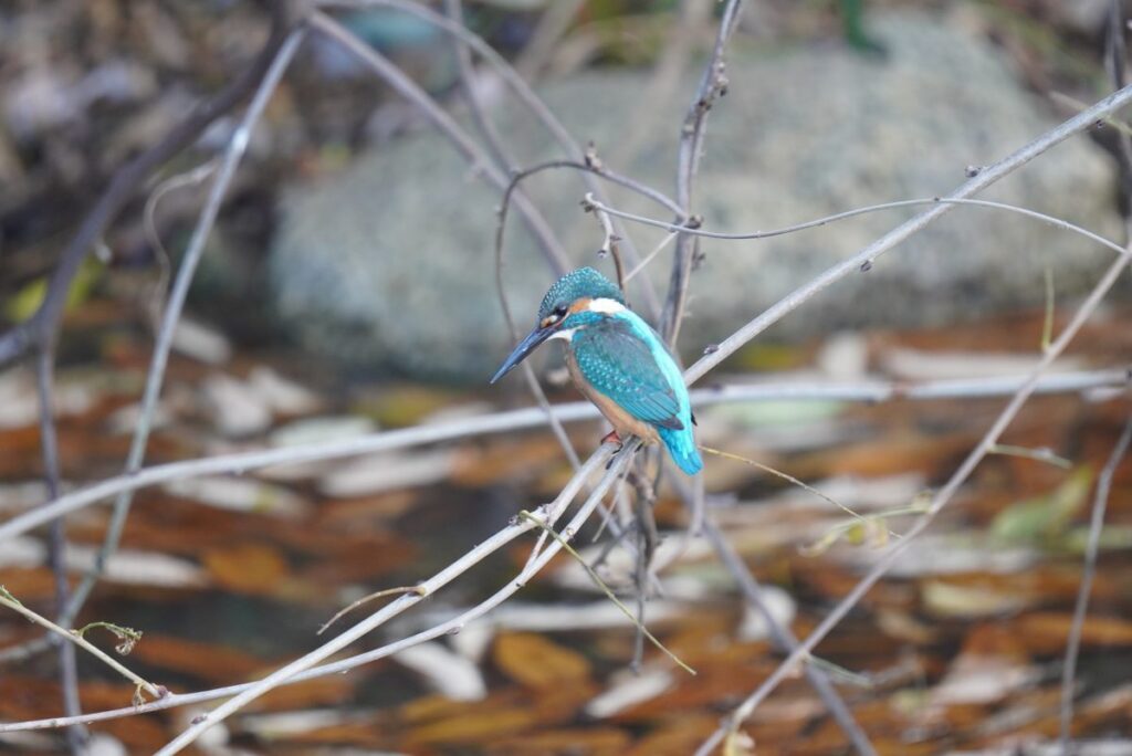 馬見丘陵公園で撮影したカワセミ