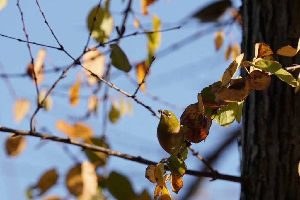 紅葉した葉のあいだの枝にとまるメジロ