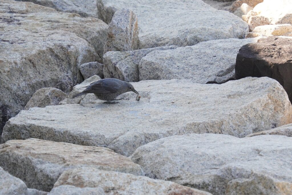 海辺の岩場で獲物をくわえたメスのイソヒヨドリ
