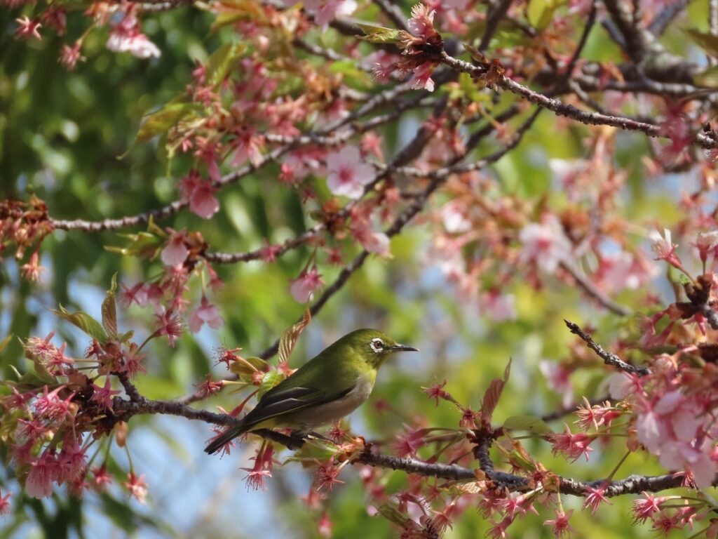 桜の花にとまるメジロ。目の白いリングと鮮やかな黄緑が特徴（3月）馬見丘陵公園