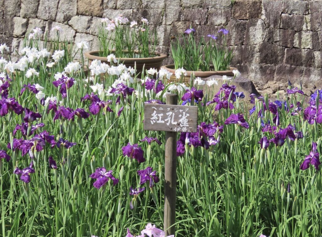 馬見丘陵公園に咲くハナショウブ