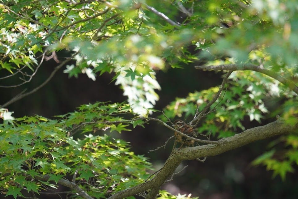 頬が赤みを帯びたホオジロの幼鳥