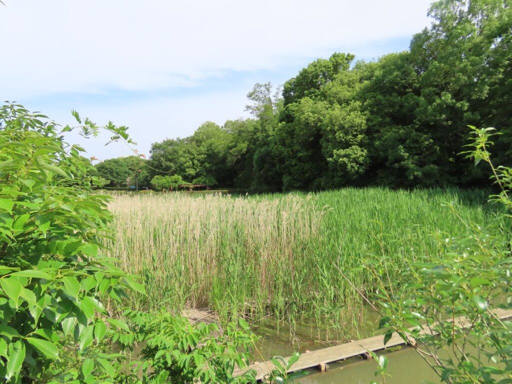 葦原にとまるオオヨシキリ(馬見丘陵公園)