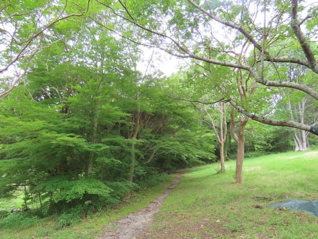 夏の緑につつまれた馬見丘陵公園の遊歩道