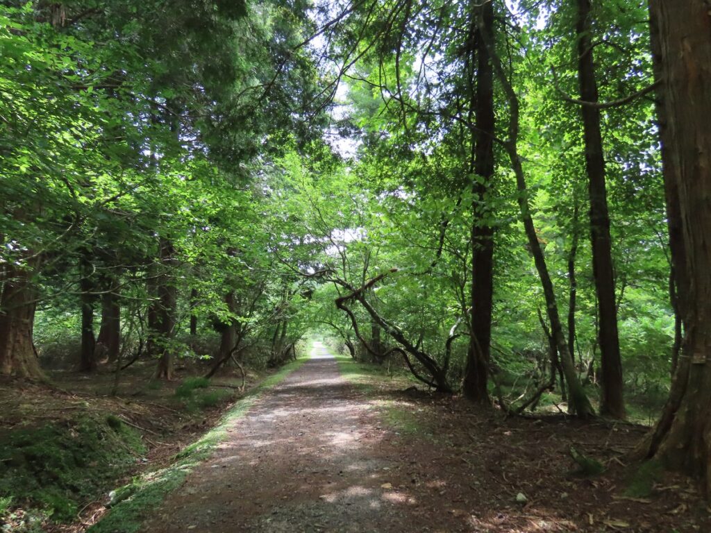 背の高い木が茂る森林公園の遊歩道