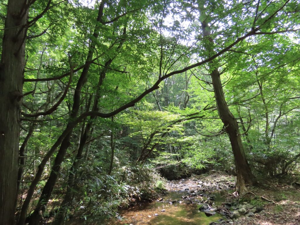 森林公園を流れる沢のせせらぎ
