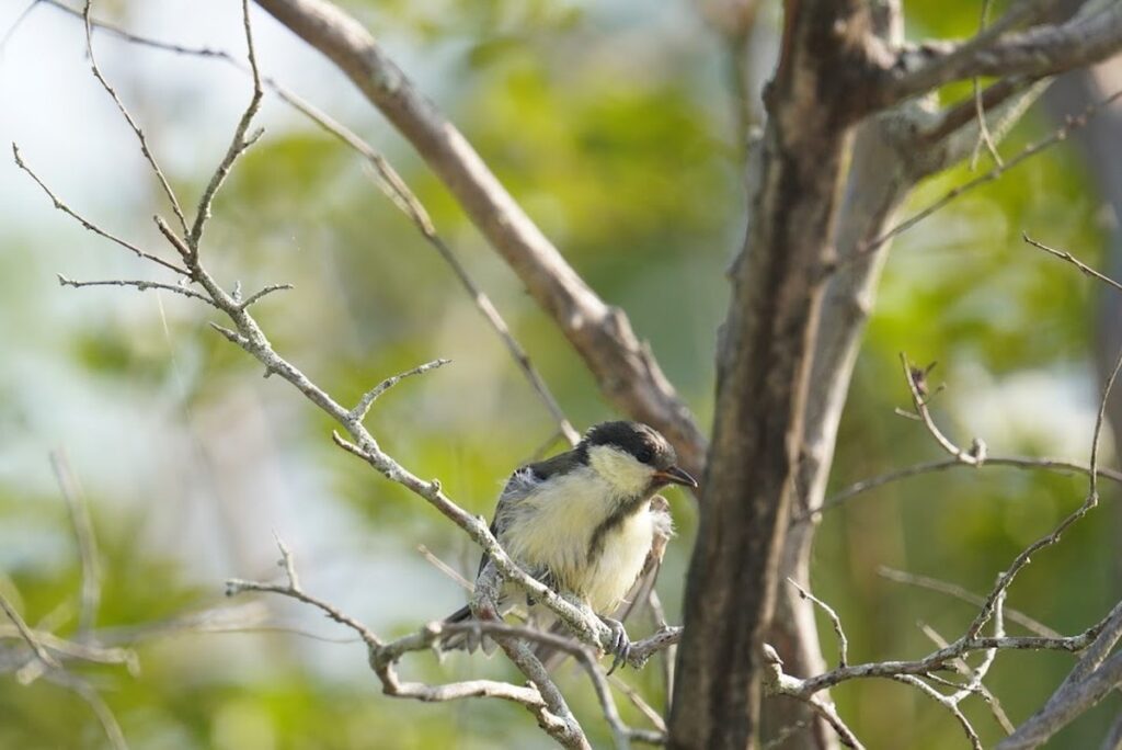 枝の上で動くシジュウカラの幼鳥