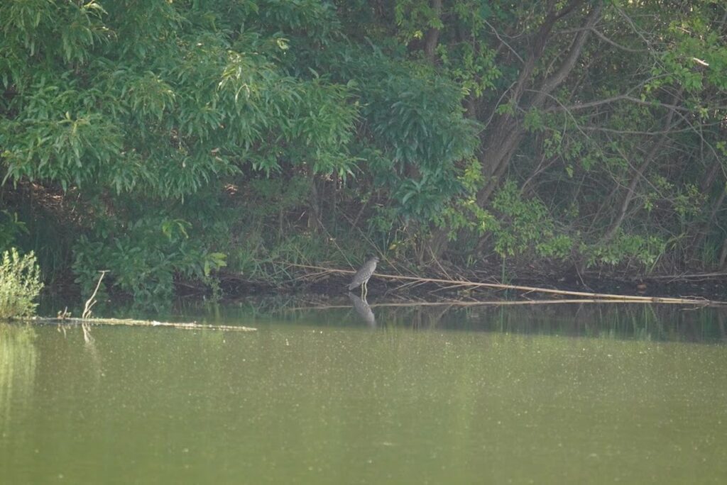 下池の対岸に立つホシゴイ（ゴイサギの幼鳥）