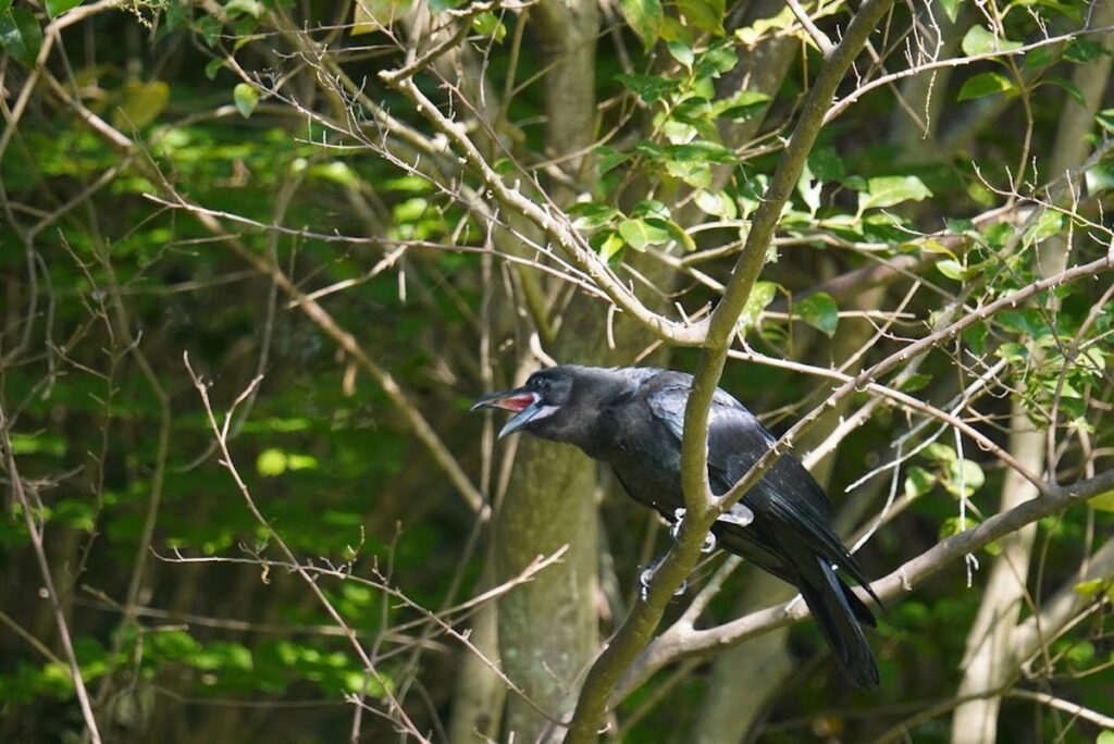 丘にとまるハシブトガラスの幼鳥