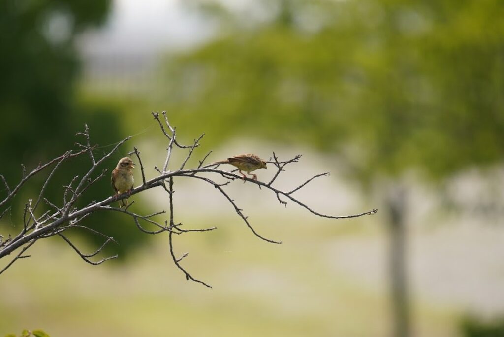 河津桜の枝にとまるホオジロの幼鳥2羽