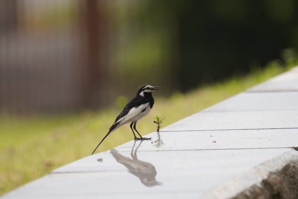 石段の近くにいたハクセキレイの成鳥