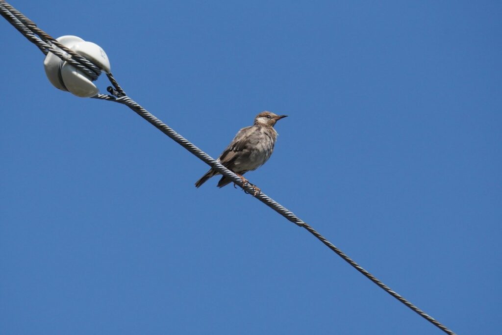 淡い茶色の羽をしたムクドリの幼鳥（8月・水上池）