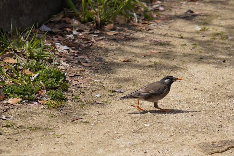 黒っぽい体に白い頬、黄色いくちばしのムクドリ