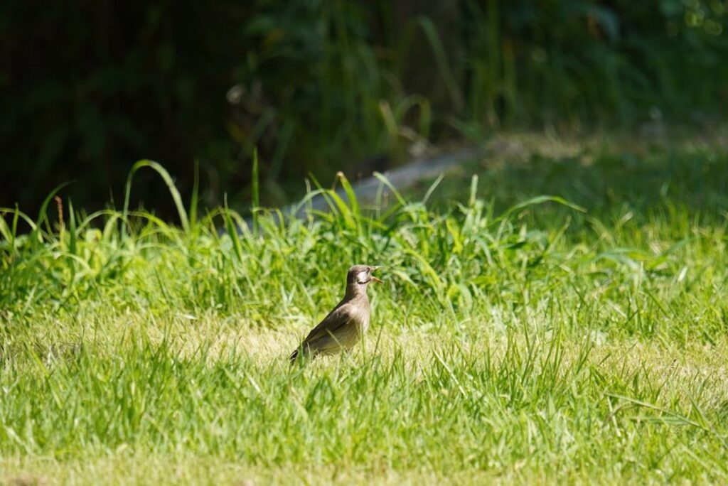 エノキの枝や地面に集まるムクドリの群れ