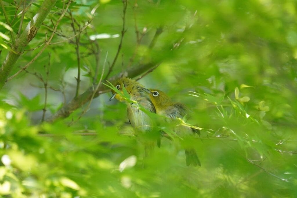 黄緑のモミジの枝にとまるメジロの幼鳥