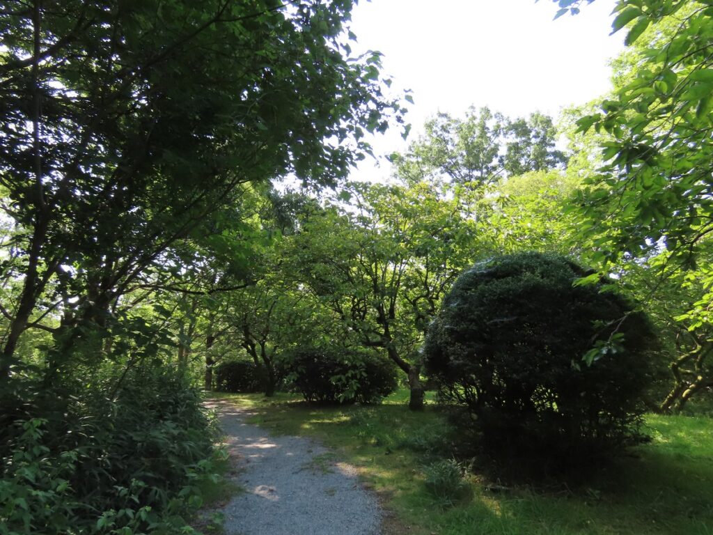 ヤマガラが歩いていた低木の根元、馬見丘陵公園別所下古墳付近