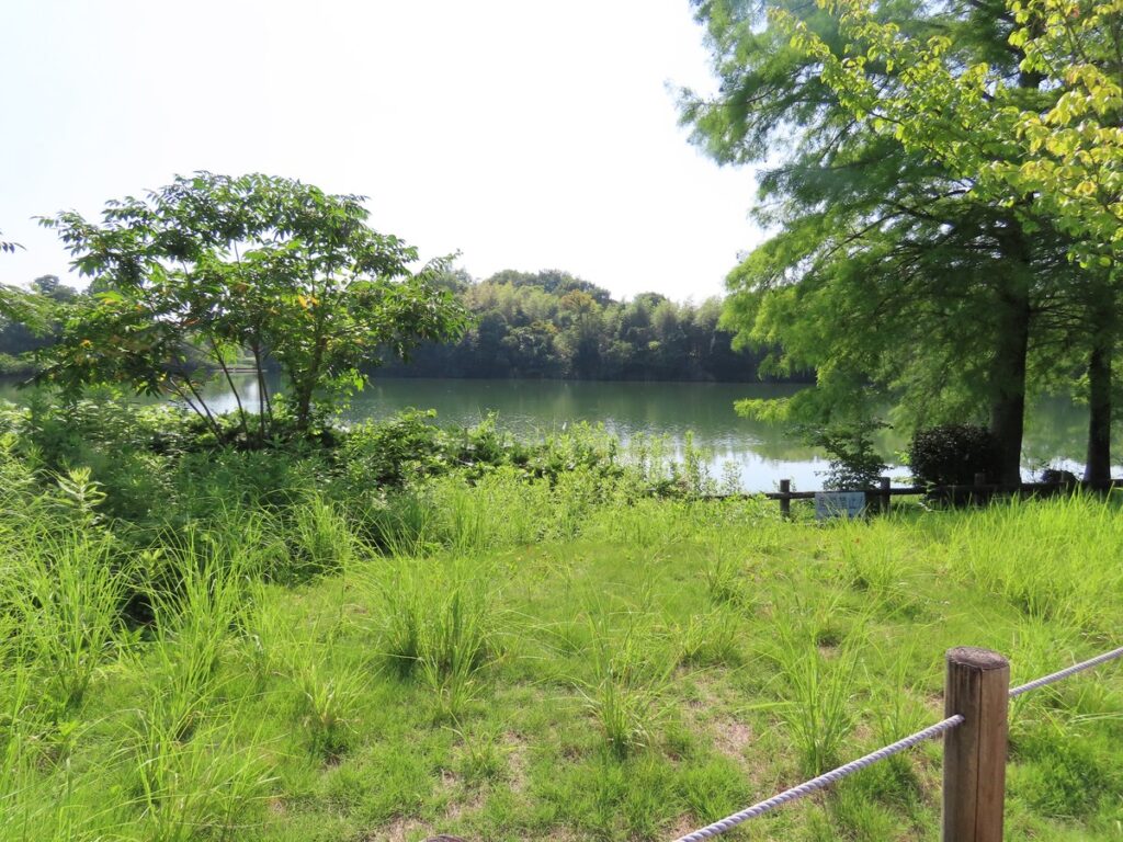 水鳥の姿がない真夏の上池の静かな水面