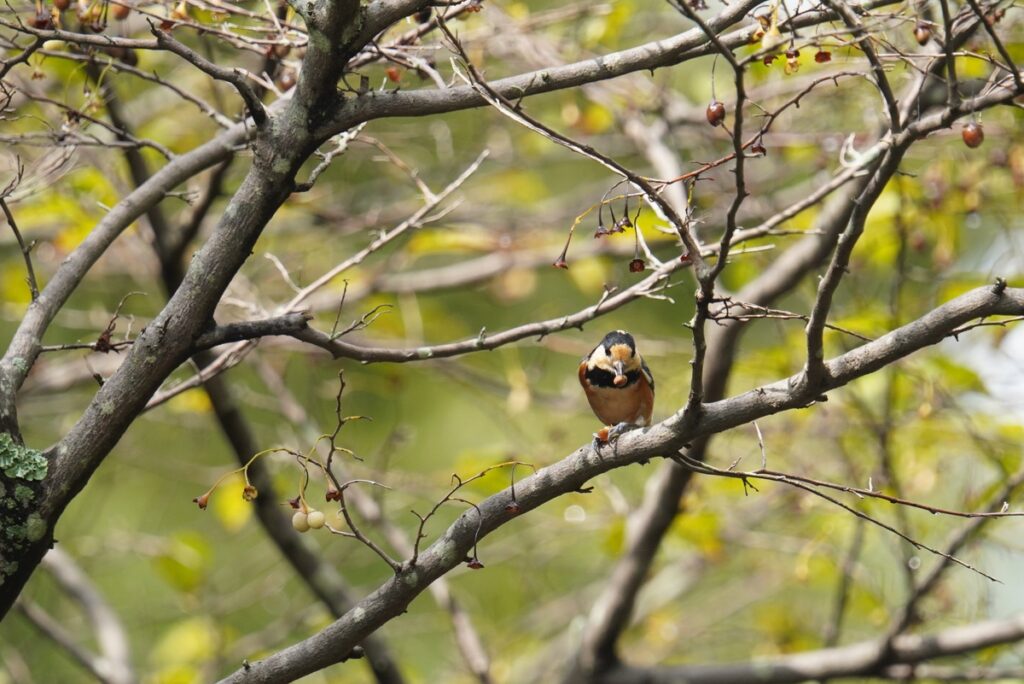 馬見丘陵公園でエゴノキの実を両足で押さえて食べるヤマガラ（2025年10月・正面）