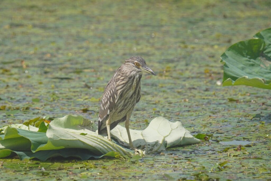 ハスの葉の上に立つホシゴイ（ゴイサギの幼鳥）。羽に白い斑点が散っている