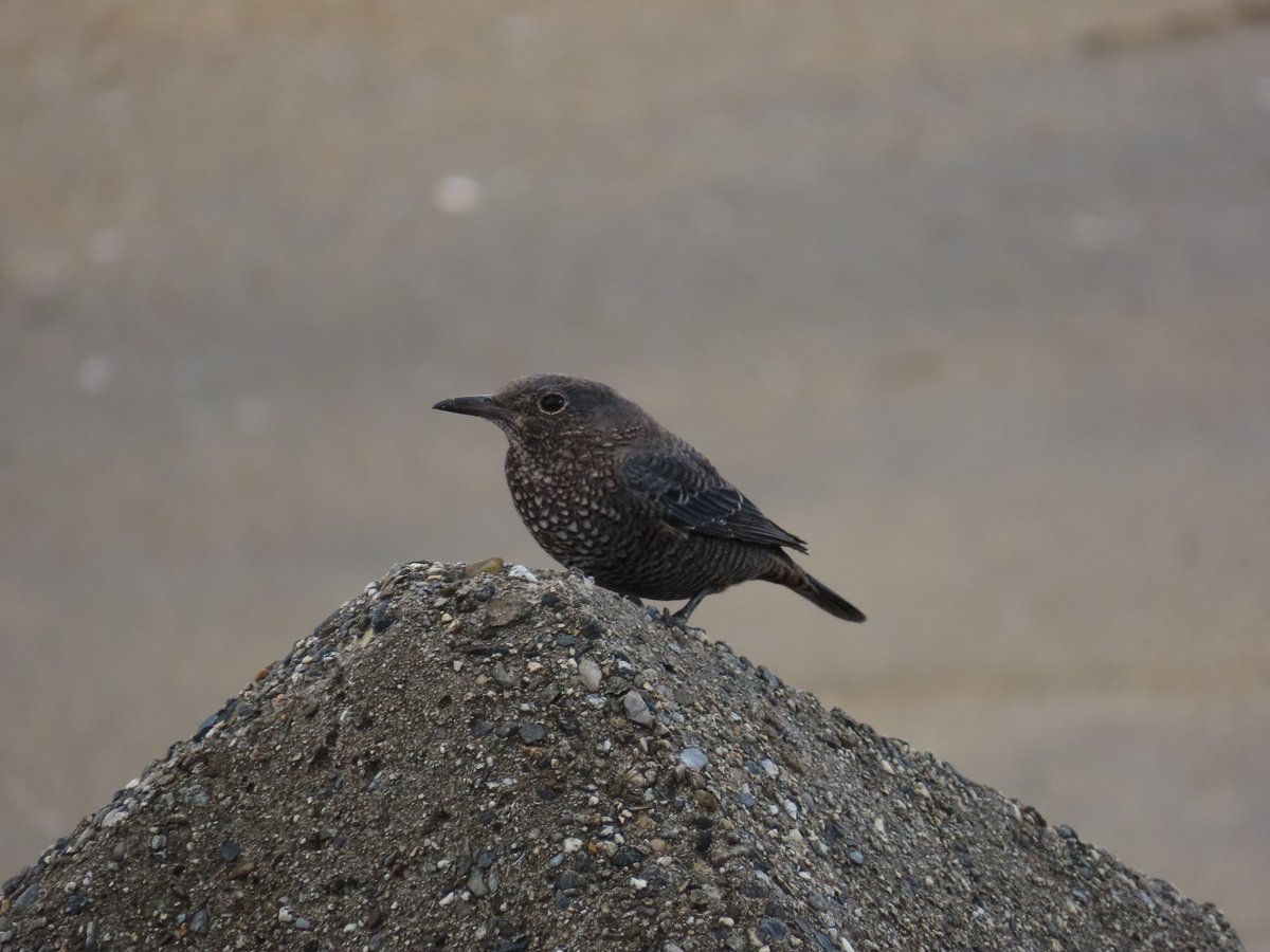 野鳥図鑑インデックス｜関西で出会える野鳥を色から探す | イソヒヨノート