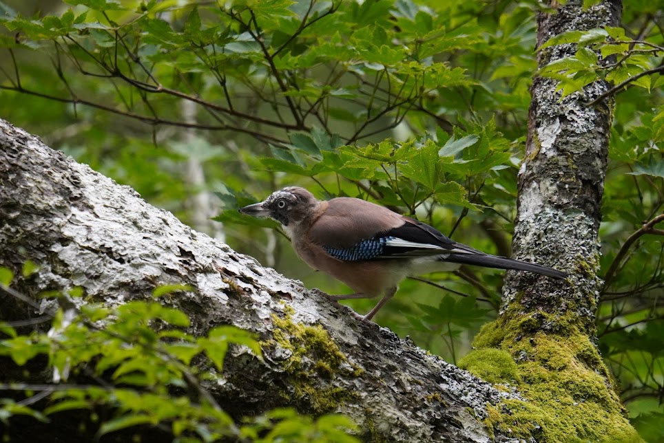 大台ヶ原の苔むした枝にとまるカケス