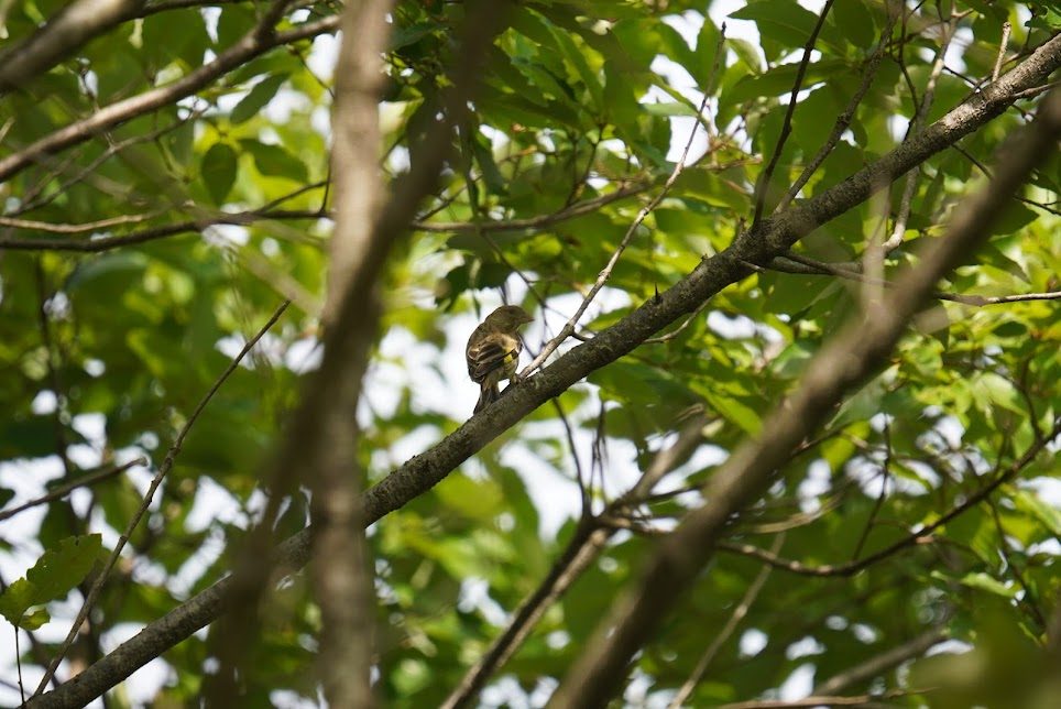 木の枝にとまるカワラヒワの幼鳥