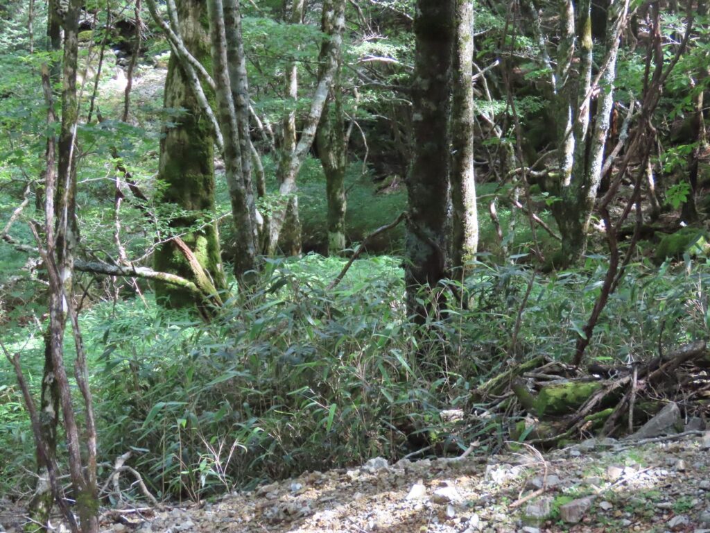 コマドリが姿を見せた大台ヶ原の下草が茂った斜面