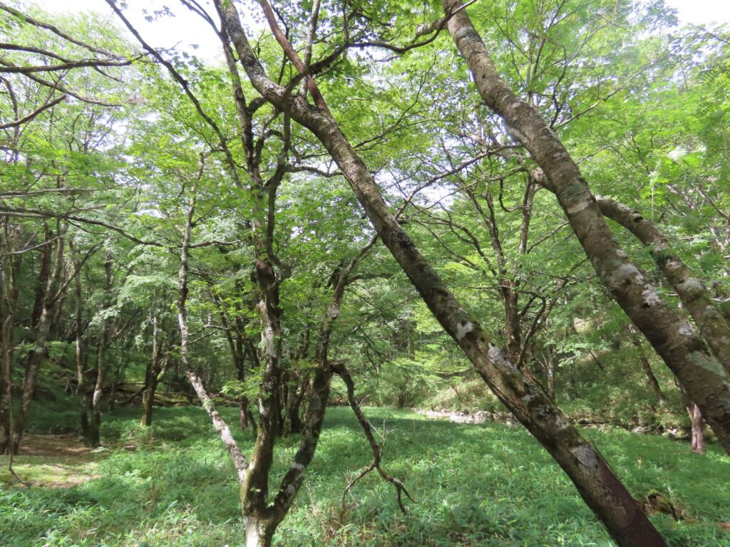 ゴジュウカラとキバシリが行き来していた大台ヶ原の木立
