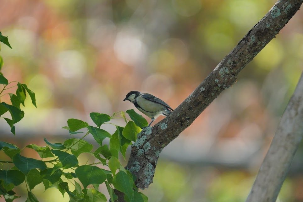 木の枝で鳴くシジュウカラ