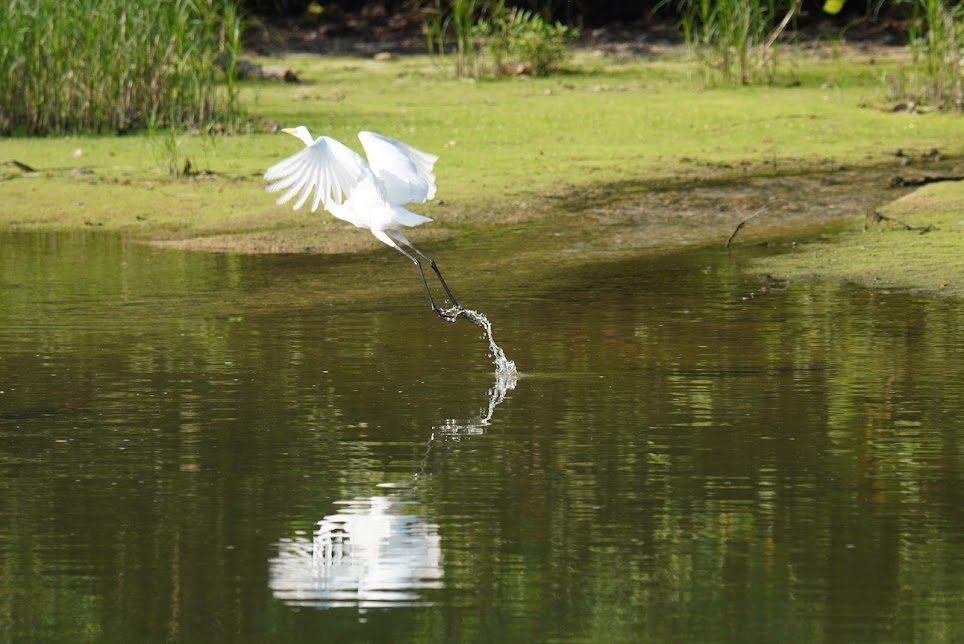 下池から日陰のほうへ飛び立つダイサギ