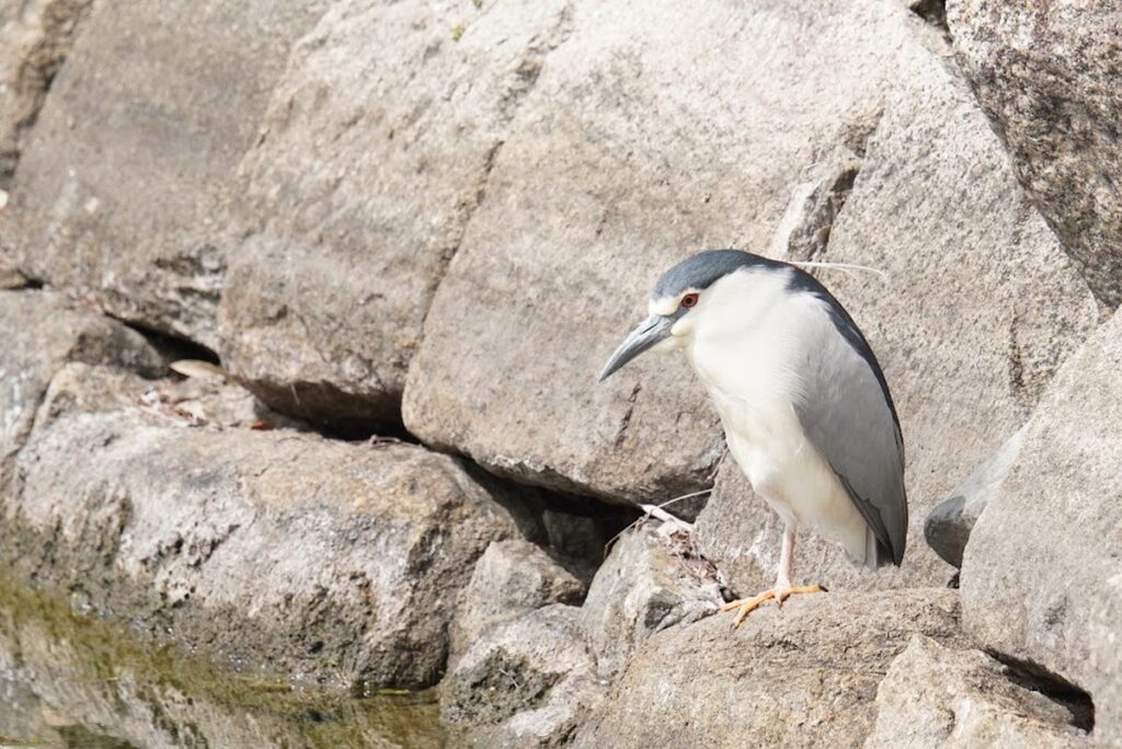 岩の上に立つゴイサギの成鳥。紺色の頭と白いおなか、赤い目と白い冠羽（4月・大阪城公園）