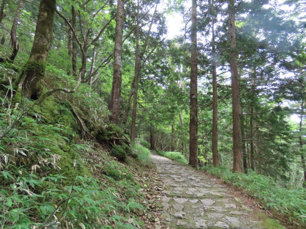 木漏れ日が差す大台ヶ原の中道、石畳の登山道