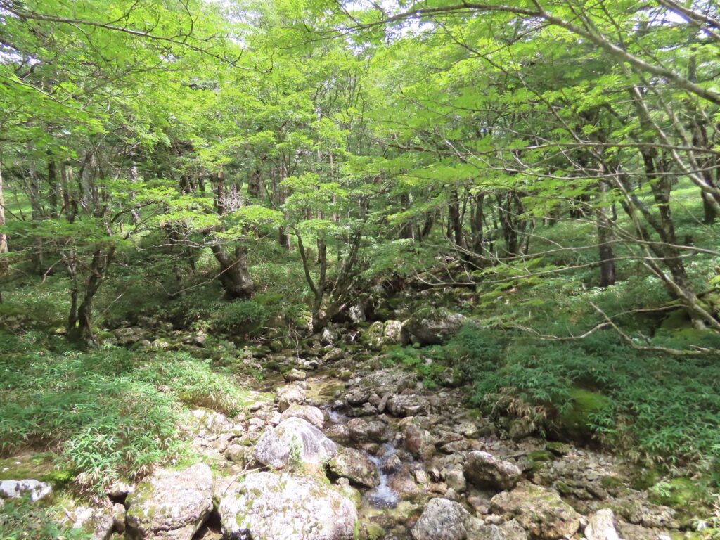大台ヶ原の橋の下を流れる沢と苔むした岩
