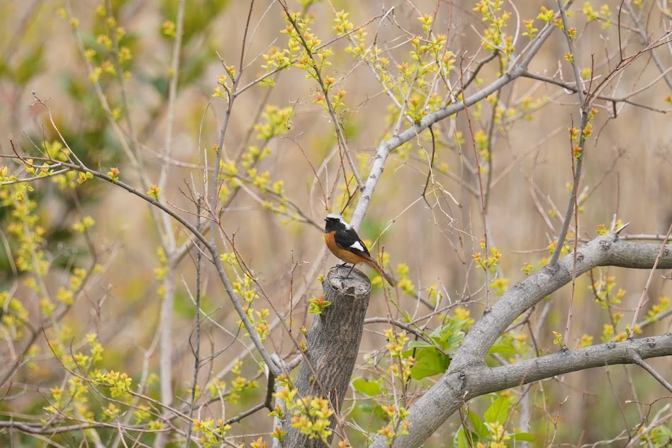 芽吹きの枝にとまるジョウビタキのオス(南港野鳥園)