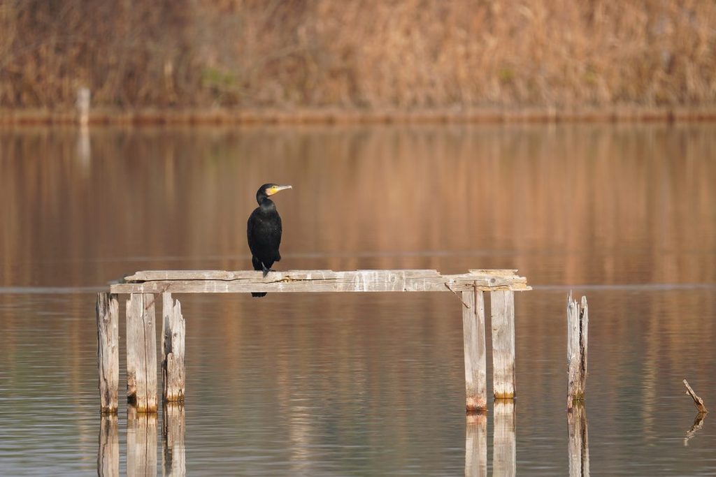 池の杭にとまるカワウ
