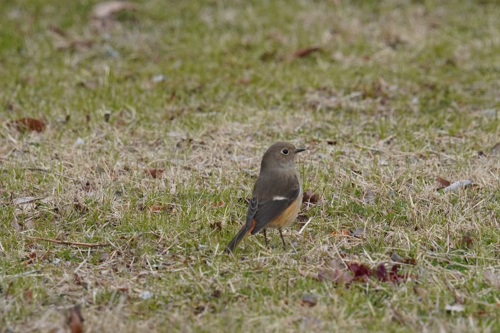 芝地に降りて翼の白い斑を見せるジョウビタキのメス(馬見丘陵公園)