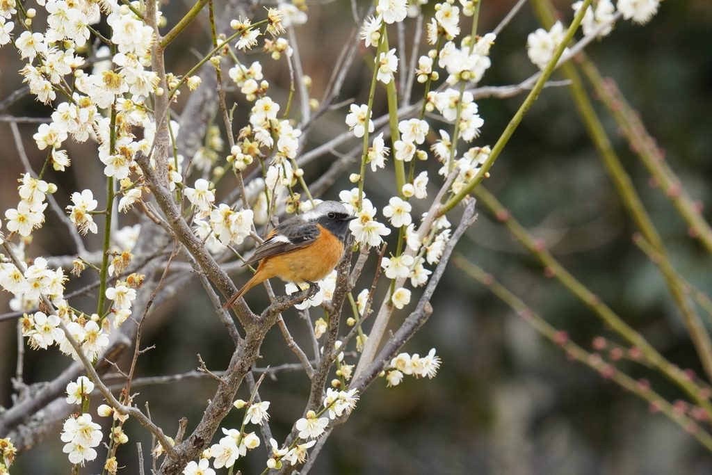 白梅の枝にとまるジョウビタキのオス(馬見丘陵公園)