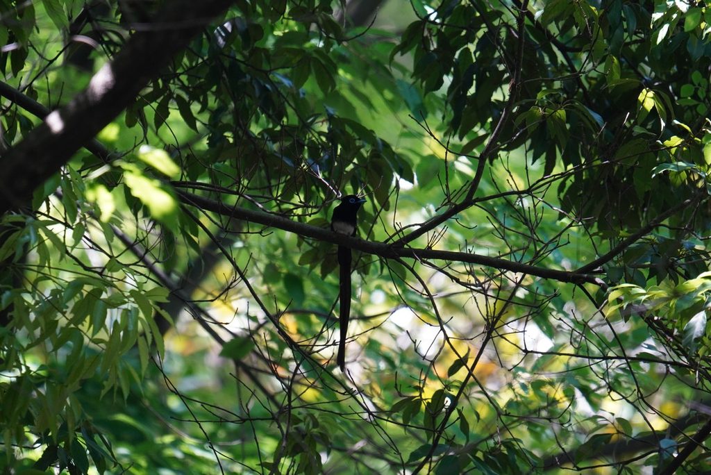 大阪城公園の枝にとまる長い尾のサンコウチョウのオス