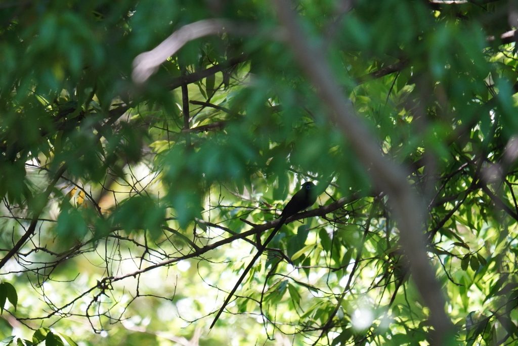 木漏れ日の林で枝にとまるサンコウチョウのオス(大阪城公園)