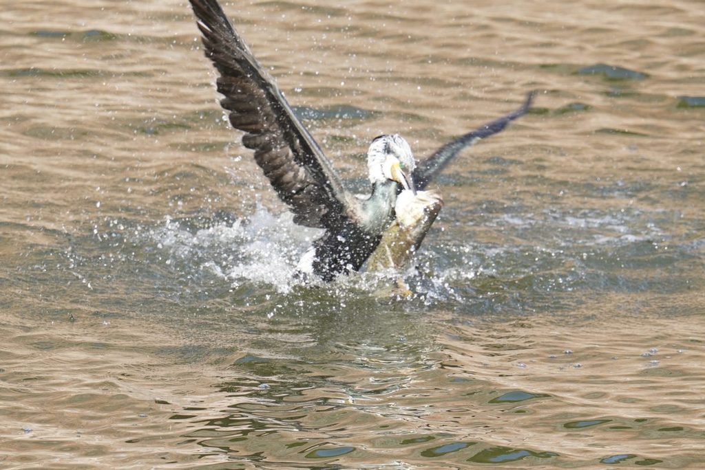 婚姻色で頭が白くなり、オオクチバスをくわえたカワウ(大阪城公園の堀)