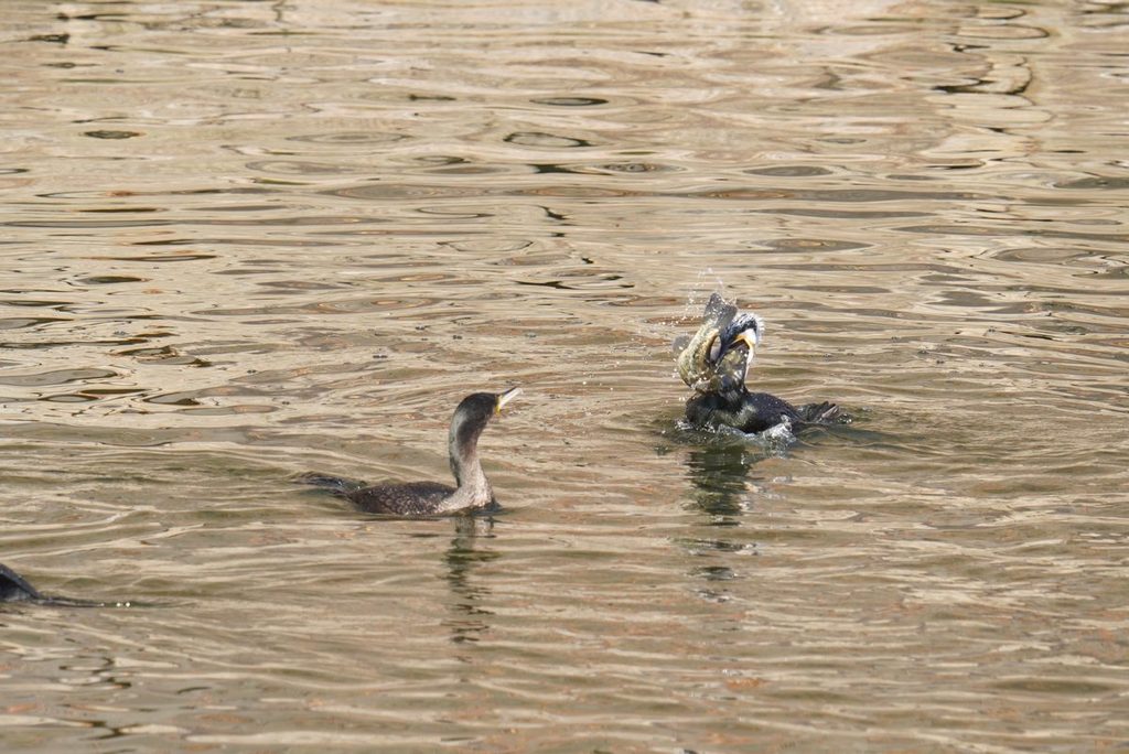 手前にお腹の白いカワウの幼鳥、奥で大きな魚を飲み込もうとする成鳥(大阪城公園)