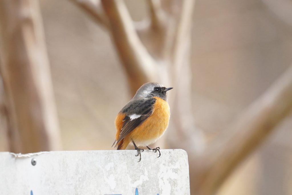 看板の上にとまり近くまで来てくれたジョウビタキのオス(馬見丘陵公園)